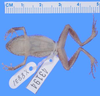 Media type: image; Herpetology A-43194